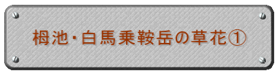 栂池・白馬乗鞍岳の草花@