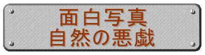 面白写真 自然の悪戯
